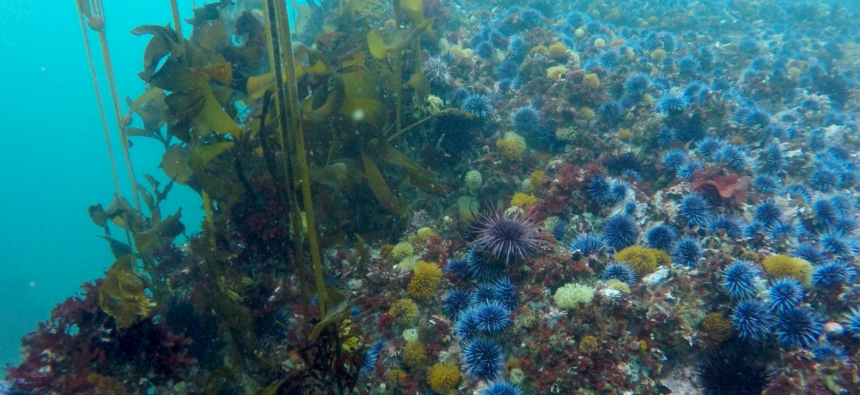 Kelp Restoration In Greater Farallones National Marine Sanctuary 